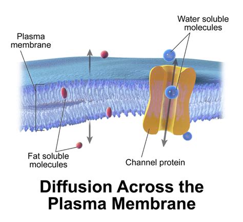 diffusion membrane definition