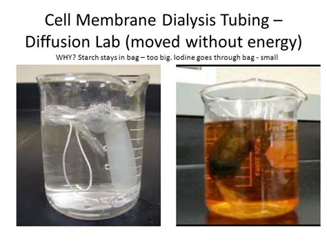 Diffusion Through A Membrane Lab Answer Key