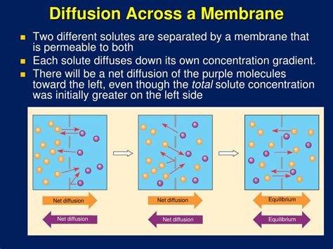 Diffusion Through A Membrane State Lab Answer Key