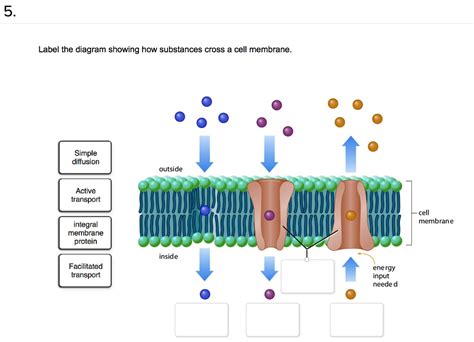 Diffusion Through A Membrane Student Packet Answers