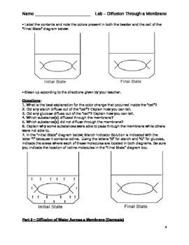 diffusion through membrane lab answer key