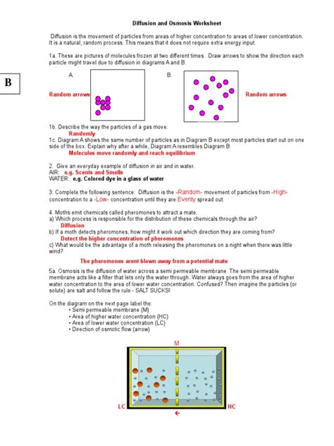 Download Diffusion And Osmosis Lab Answer Key 
