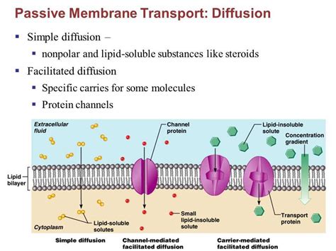 Read Diffusion Through A Membrane State Lab Answer Key 