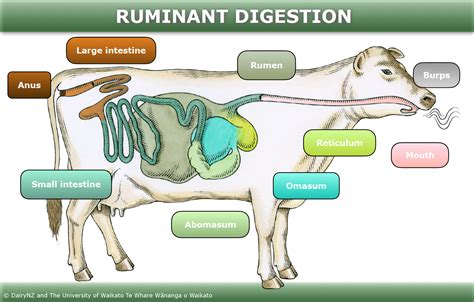 Digestion In Ruminants Structure Function And Its Process Ruminant Digestive System Worksheet - Ruminant Digestive System Worksheet