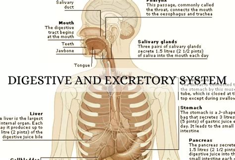 digestive and excretory system holt mcdougal biology