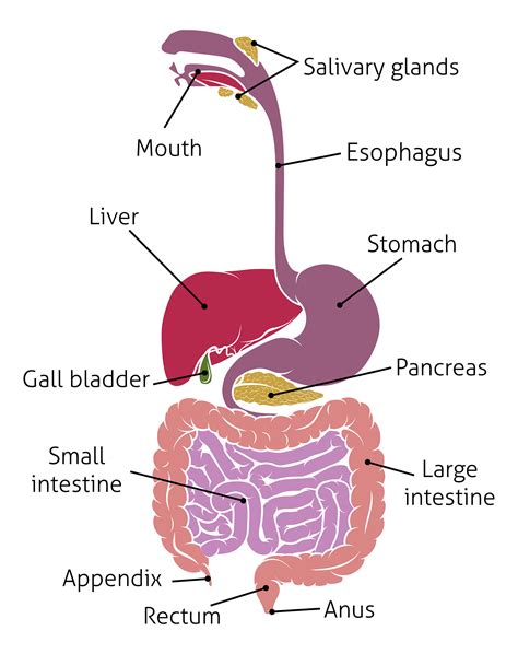Digestive System Anatomy Area And Diagram Body Maps Labeled Diagram Of The Digestive System - Labeled Diagram Of The Digestive System