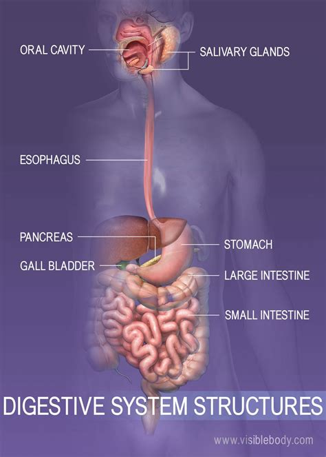 Digestive System Anatomy Organs Functions Kenhub Labeled Diagram Of The Digestive System - Labeled Diagram Of The Digestive System