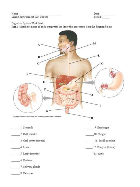 digestive system anatomy packet answers