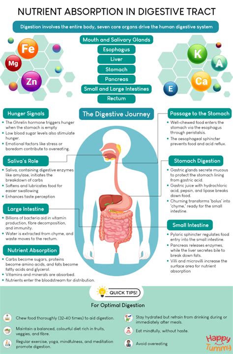 Digestive System And Nutrition Study Guide Answers