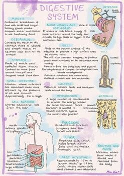 digestive system cheat sheet