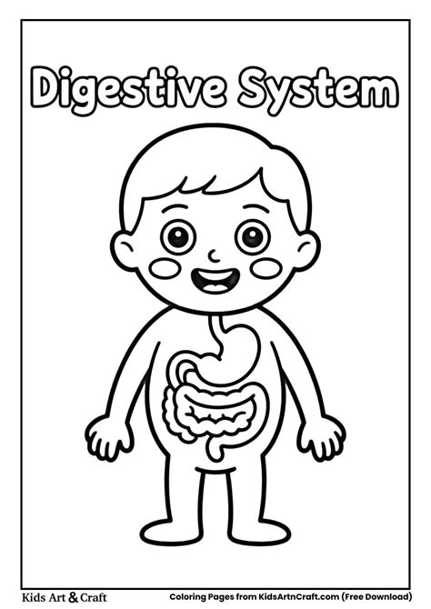 Digestive System Coloring Sheets