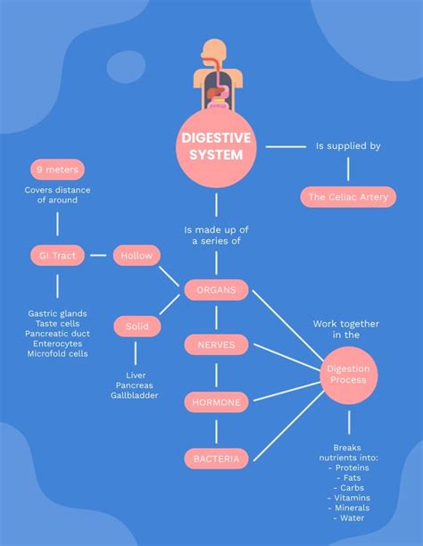 Digestive System Concept Map
