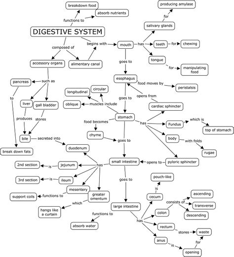 Digestive System Concept Map Answer Key