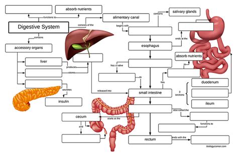 digestive system concept map ch 35