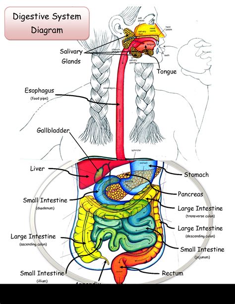Digestive System Diagram Charts Digestive System Diagram Printable - Digestive System Diagram Printable