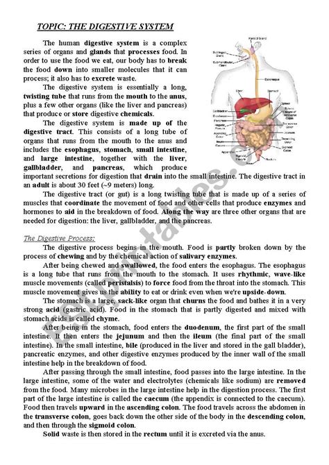 Digestive System Esl Worksheet By Nina1984 Our Digestive System Worksheet - Our Digestive System Worksheet