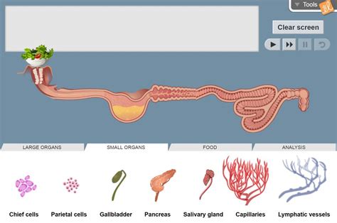 Digestive System Gizmo