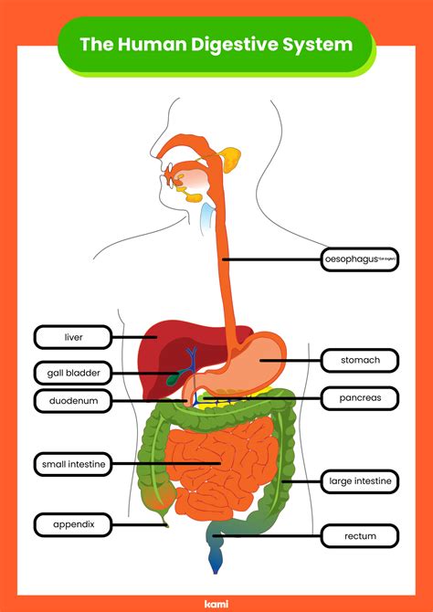 Digestive System Haspi Answer Key