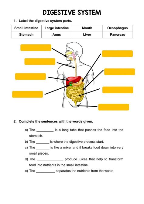 Digestive System In Human Worksheet Live Worksheets The Human Digestive Tract Worksheet - The Human Digestive Tract Worksheet