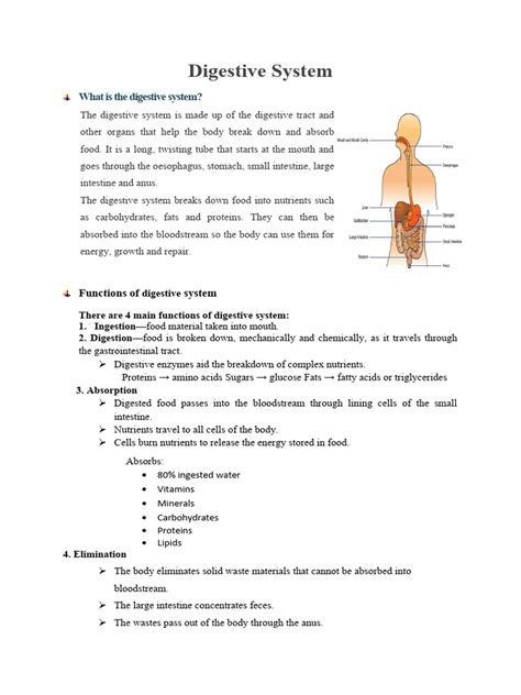 Digestive System Lab Handout