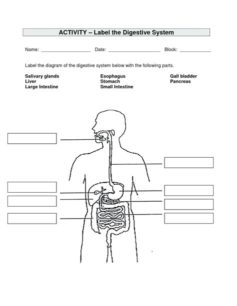 Digestive System Label Worksheet Kamberlawgroup Circulatory System Labeling Worksheet - Circulatory System Labeling Worksheet