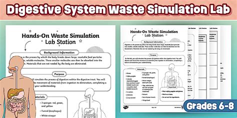 Digestive System Living Environment Lab Answer Key