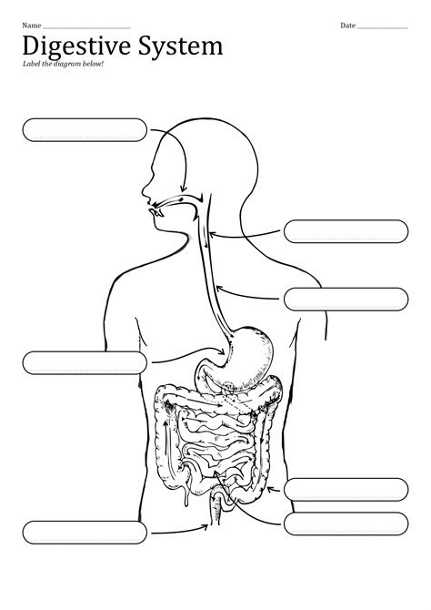 Digestive System Online Worksheet For 3 Live Worksheets The Human Digestive Tract Worksheet - The Human Digestive Tract Worksheet