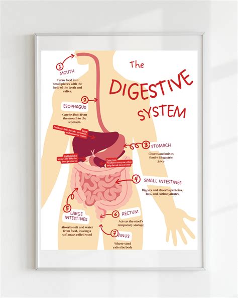 Digestive System Pdf