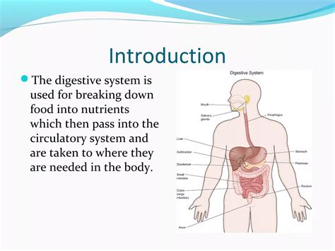 Digestive System Ppt