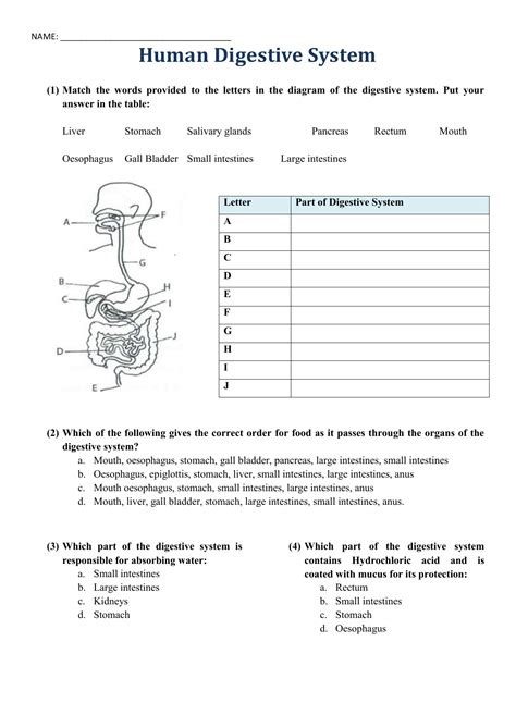 Digestive System Questions
