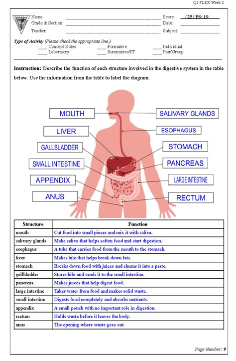 Digestive System Quiz Answer Key