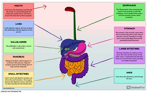 Digestive System Structure And Function Flashcards Quizlet Structure Of The Digestive System Worksheet - Structure Of The Digestive System Worksheet