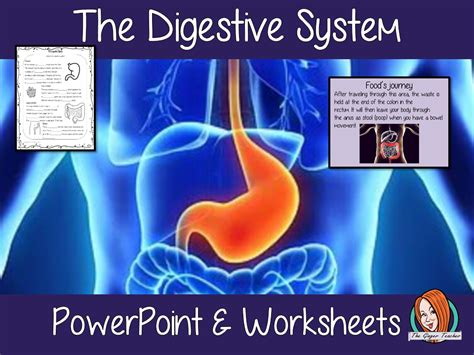 Digestive System Teaching Resources The Science Teacher Structure Of The Digestive System Worksheet - Structure Of The Digestive System Worksheet