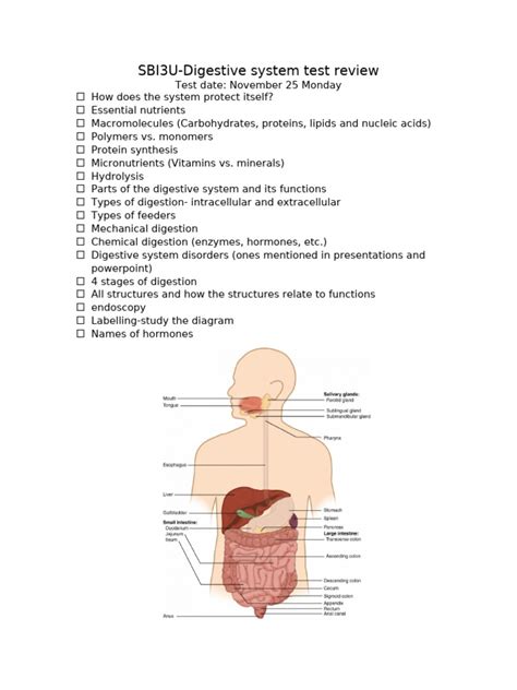 Digestive System Test Review 5th Grade