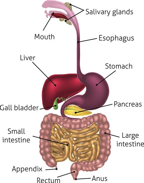 Digestive System The Biology Corner Structure Of The Digestive System Worksheet - Structure Of The Digestive System Worksheet