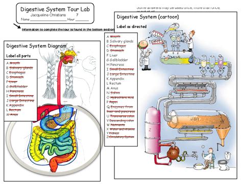 Digestive System Tour Lab