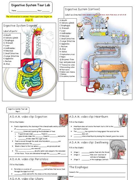 digestive system tour lab answers