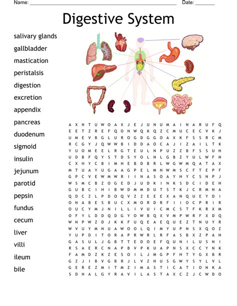 Digestive System Word Search