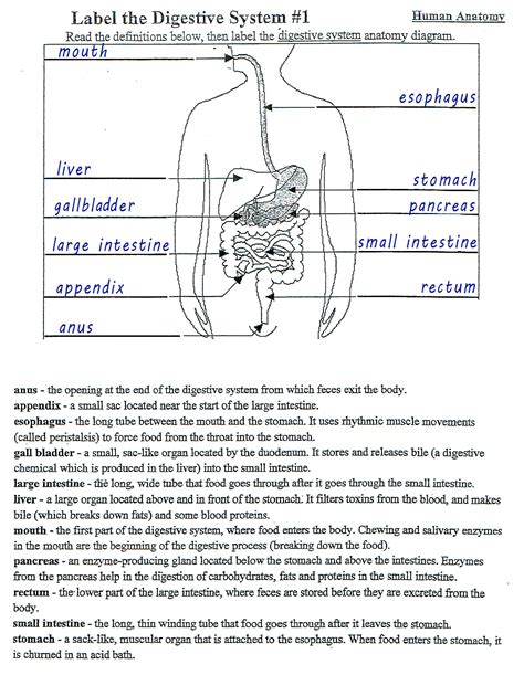 Digestive System Worksheet Answer Key The Digestive System Worksheet - The Digestive System Worksheet