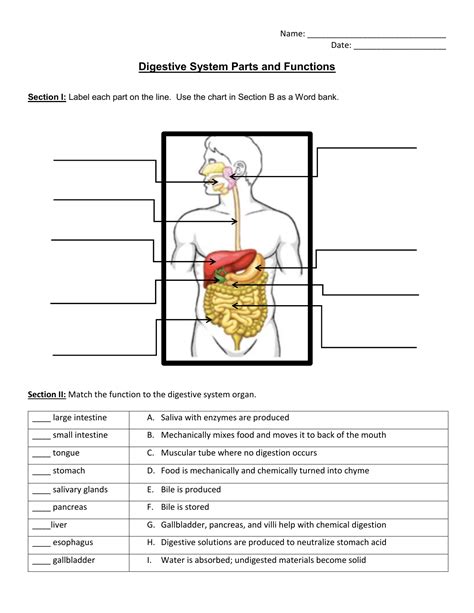 Digestive System Worksheet Questions Flashcards Quizlet The Human Digestive System Worksheet Answers - The Human Digestive System Worksheet Answers