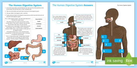 Digestive System Worksheet Science Twinkl Twinkl The Human Digestive System Worksheet Answers - The Human Digestive System Worksheet Answers