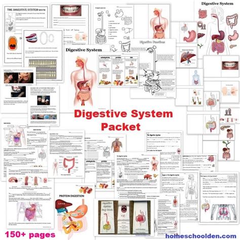 Digestive System Worksheets 150 Page Packet Homeschool Den Our Digestive System Worksheet - Our Digestive System Worksheet