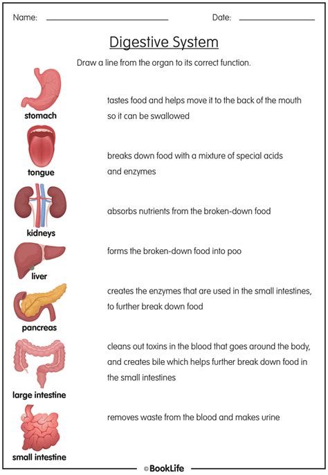 Digestive System Worksheets For Elementary Students Hunteru0027s Woods Structure Of The Digestive System Worksheet - Structure Of The Digestive System Worksheet