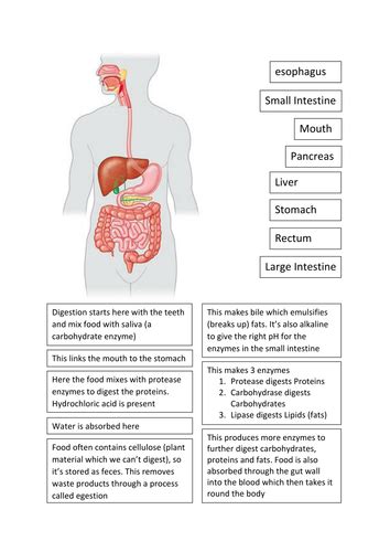 Digestive System Worksheets Ks3 Secondary Resources Twinkl The Human Digestive Tract Worksheet - The Human Digestive Tract Worksheet