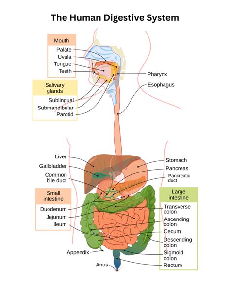 digestive systems review sections 1 and 2