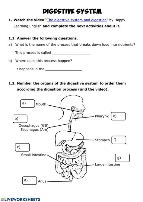 Download Digestive System And Metabolism Anatomy Packet Answers 