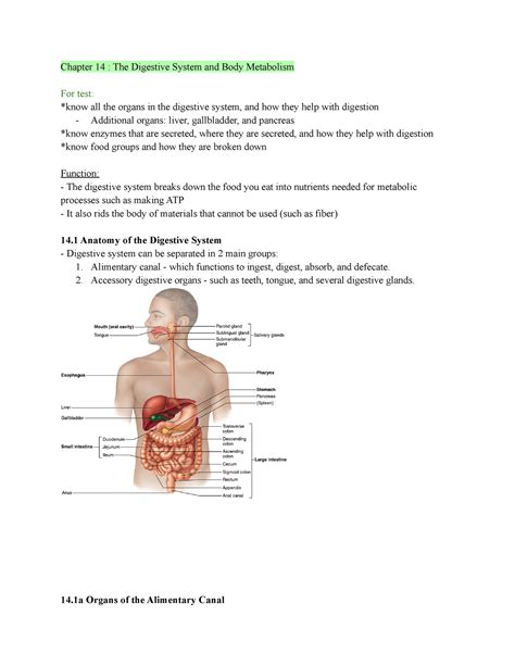 Read Digestive System Chapter Test 