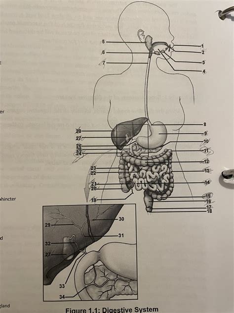 Read Online Digestive System Paper 