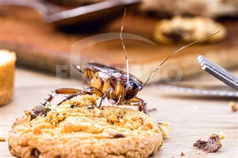 digigit kecoa | Bahaya Kecoa dan Cara Mengusirnya dengan Mudah