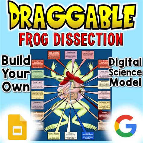Digital Frog Dissection Of A Frog Answers